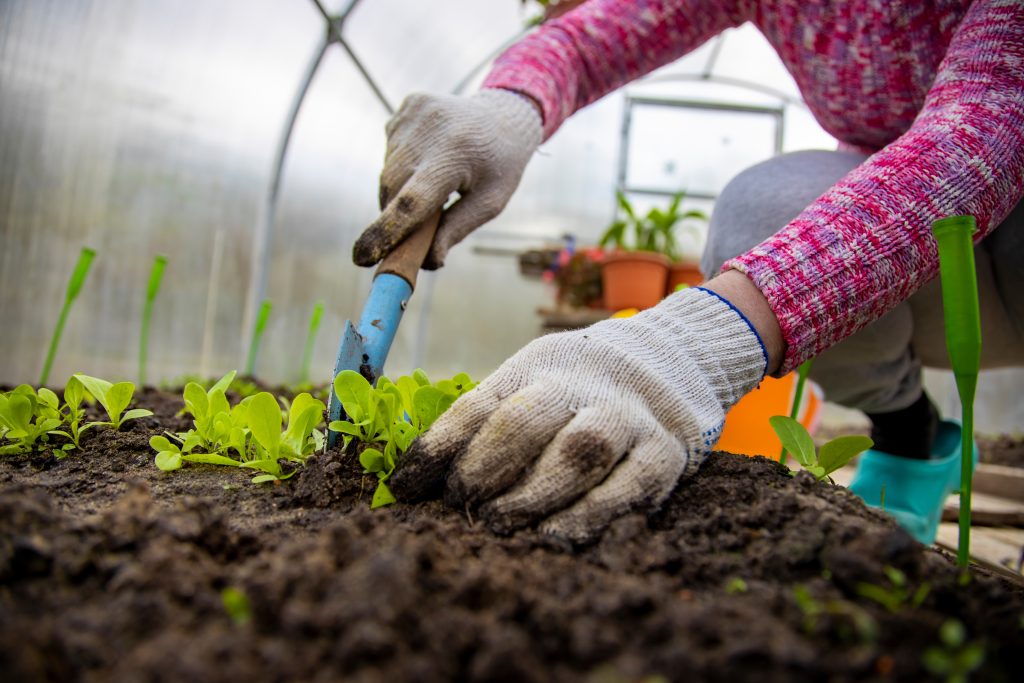 faceless gardener plants young plants in the greenhouse